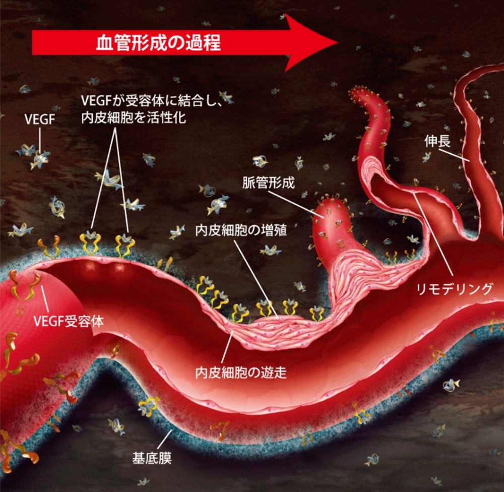EGF（血管内皮増殖因子）