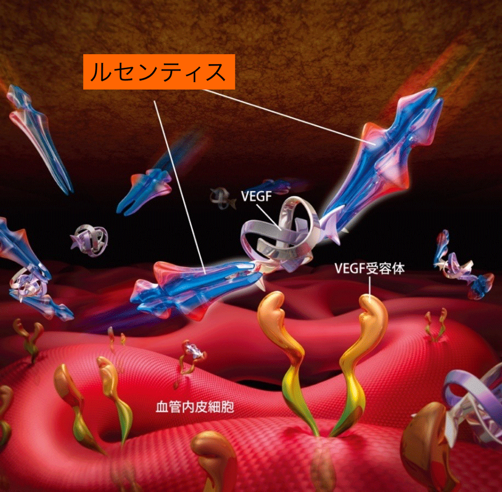 EGF（血管内皮増殖因子）