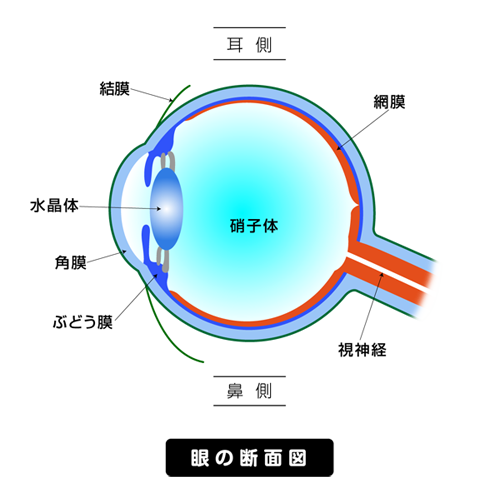 眼の断面図